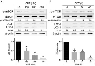 Cytolethal Distending Toxin Enhances Radiosensitivity in Prostate Cancer Cells by Regulating Autophagy